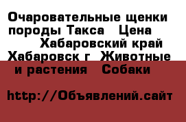 Очаровательные щенки, породы Такса › Цена ­ 7 000 - Хабаровский край, Хабаровск г. Животные и растения » Собаки   